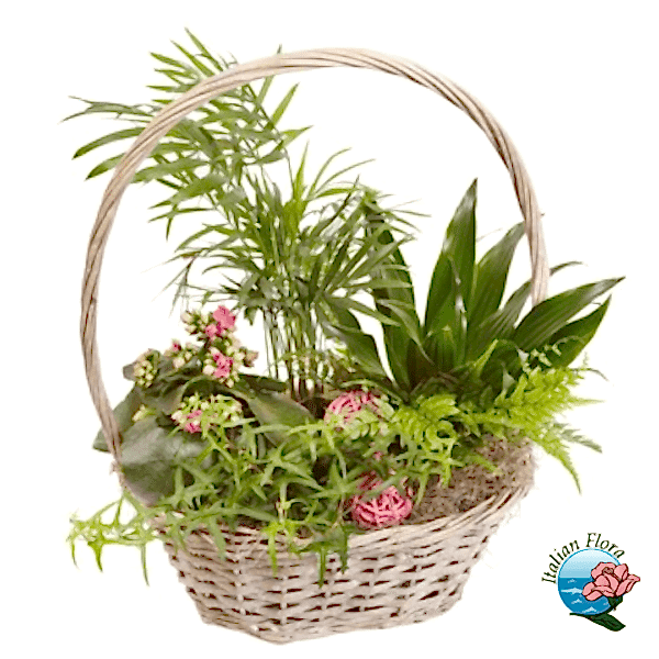 Basket of green plants