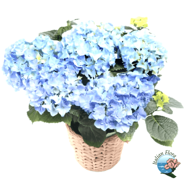 Blue hydrangea plant