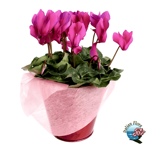 Cyclamen plant