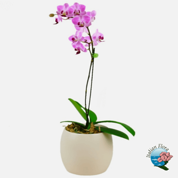 Pink orchid plant