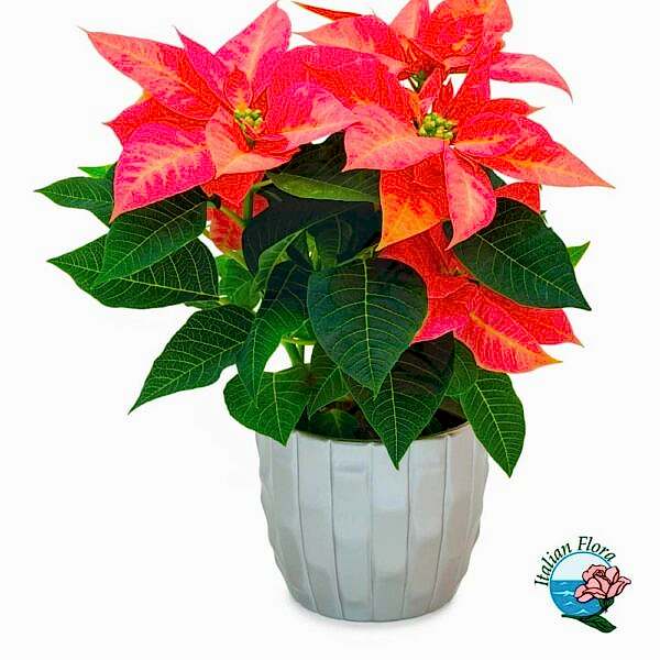 Pink Poinsettia