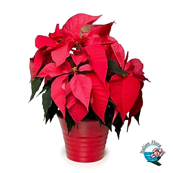 Red poinsettia