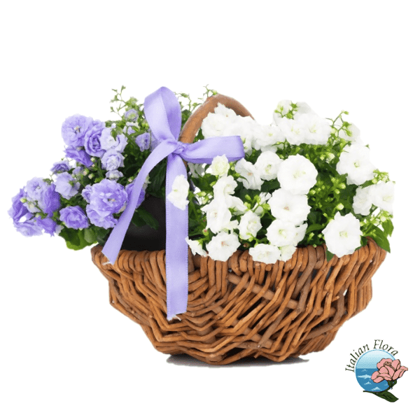 White and blue basket for Baby Boy