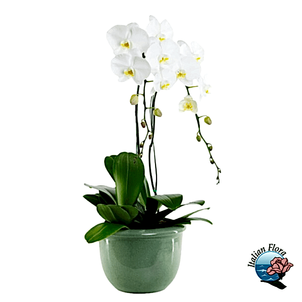 White orchid plant