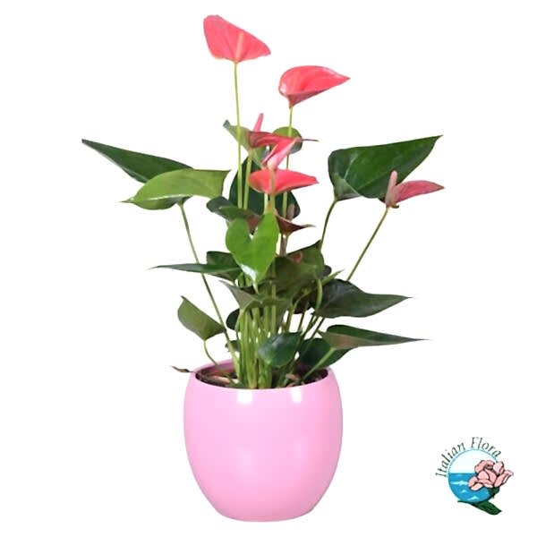 Pink anthurium plant