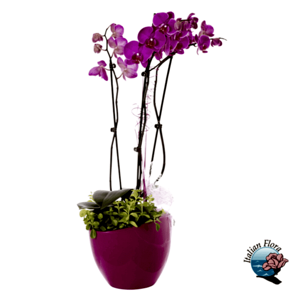 Purple Orchid Plant