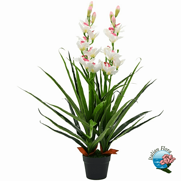 White cymbidium orchid plant