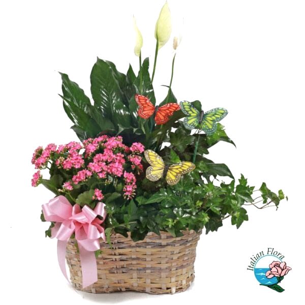 Arrangement of blooming plants