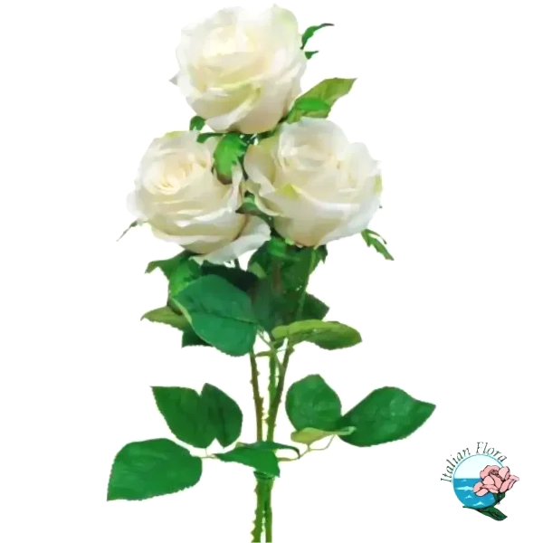 3 white roses