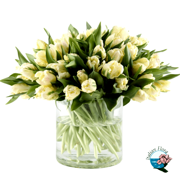 bouquet of 50 white tulips