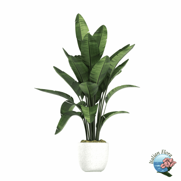 Elegant potted green plant