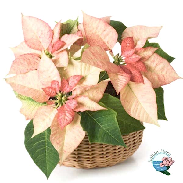 Arrangement of Pink Poinsettias in Basket