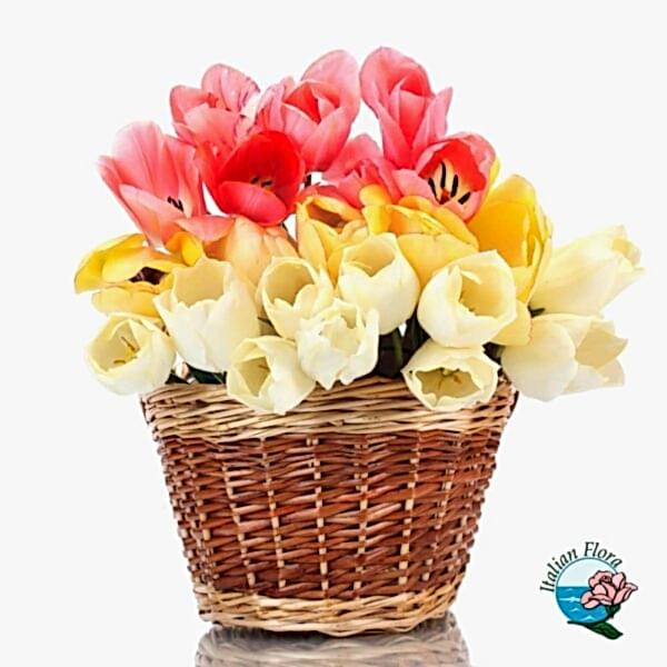 Basket of White Yellow and Pink Tulips