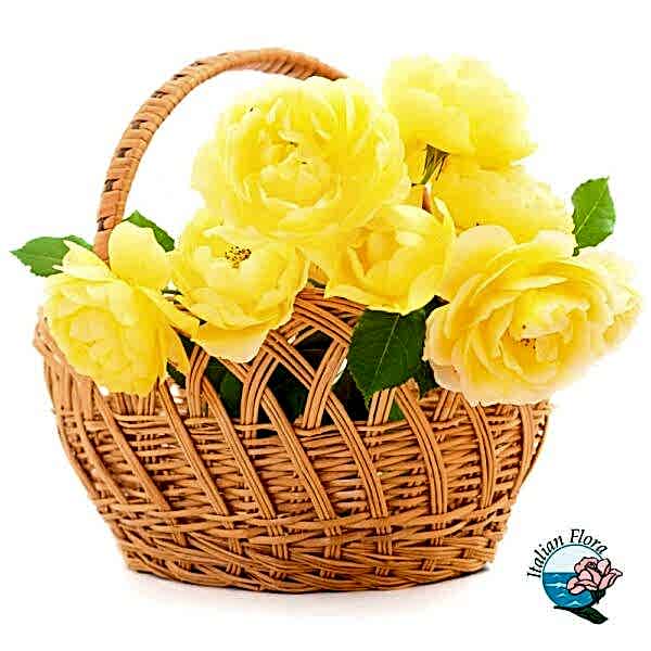 Basket of Yellow Roses