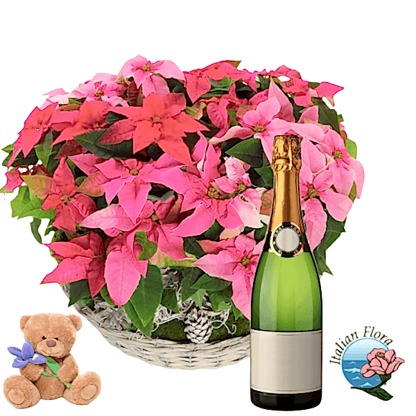 Basket of Christmas poinsettias with bottle of sparkling wine and teddy