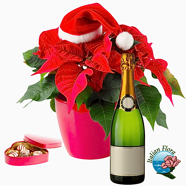 Christmas Red Poinsettia with chocolate and sparkling wine