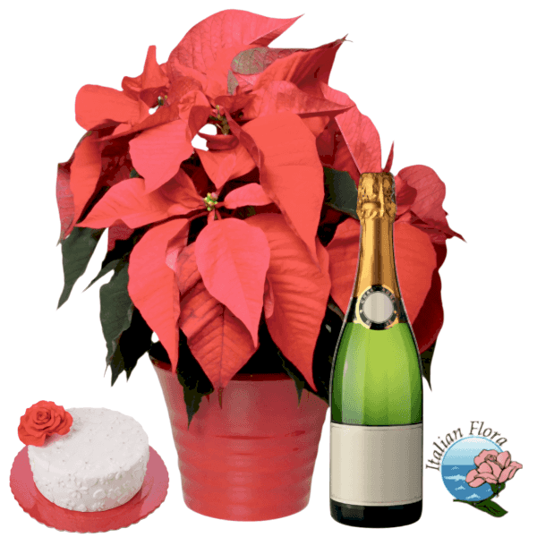 Red poinsettia with cake and sparkling wine