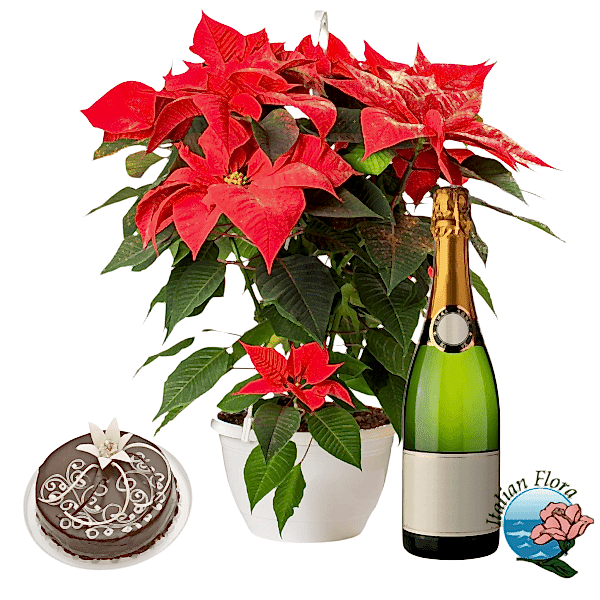 Red Poinsettia with choco cake and sparkling wine